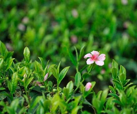 Green Tea wierook, 5 kokers + 1 koker wierook gratis, zacht kruidig