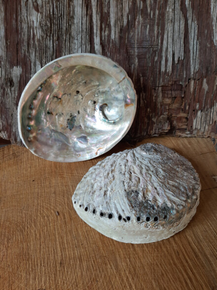 Abaloneschelp groot om witte salie of palo santo hout op te branden + GRATIS 1 stokje pure palo santo hout + tekst - Afbeelding 5