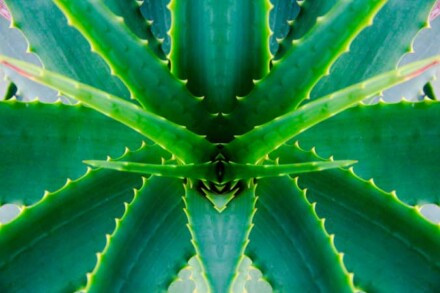 LR Aloe vera dag crème / gezichtscrème, een fijne fluwelen hydraterende crème - Afbeelding 2