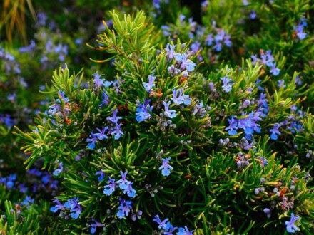 Rozemarijn Rosemary etherische olie voor een heerlijke aroma, werkt opbeurend, voor een goede concentratie, reinigend een ruimte - Afbeelding 2