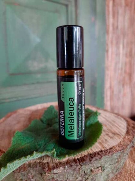 Melaleuca / tea tree essentiële olie in een handige roller, ze heeft krachtige reinigende en zuiverende eigenschappen