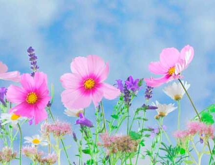 Wilde bloemen wierook 5 kokers + 1 koker wierook gratis, lekker zoet