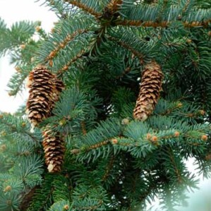 Wierook pine - dennenboom 5 kokers + 1 koker wierook gratis, lekkere bosgeur