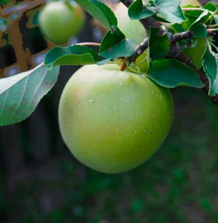 Wierook green appel 5 kokers + 1 koker wierook gratis, lekkere frisse zoete geur
