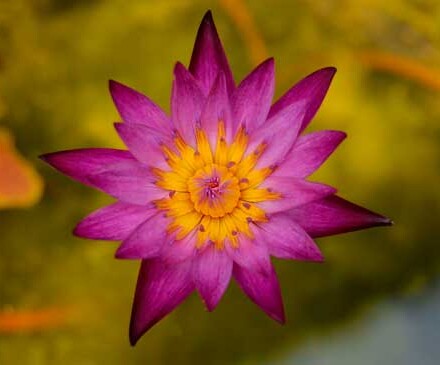 Lily bloemen wierook 5 kokers + 1 koker wierook gratis, lekker zoet