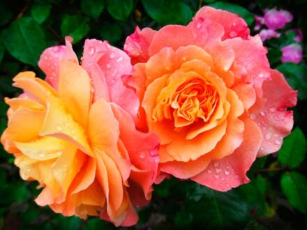 Kaneel met rozen wierook 5 kokers + 1 koker wierook gratis, warm met zoet - Afbeelding 3