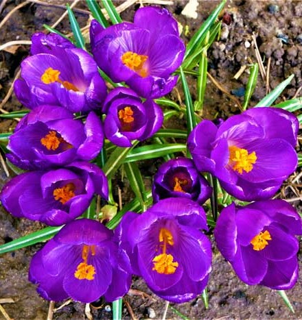 Saffraan / saffron wierook 5 kokers + 1 koker wierook gratis, kruidig met zoet