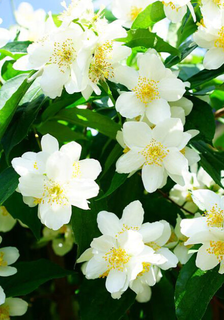 Ayurvedische massage olie, natuurlijke massage olie met Jasmijn, ylang ylang & citrus olie - Afbeelding 3