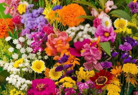 Heerlijke bloemen tincture voor blije gevoelens, zomerse sferen, ze brengt vrolijkheid in en ruimte, helpt bij depressie, puur natuurlijk - Afbeelding 4