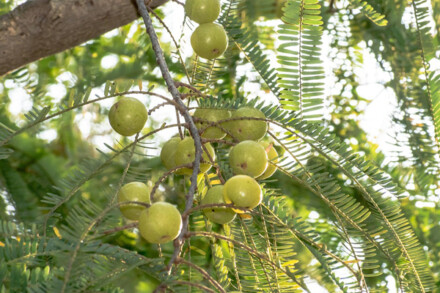 Natuurlijke Vitamine C van Beyuna, ondersteunt het immuunsysteem, bij vermoeidheid / moeheid, verhoogt de ijzeropname - Afbeelding 3