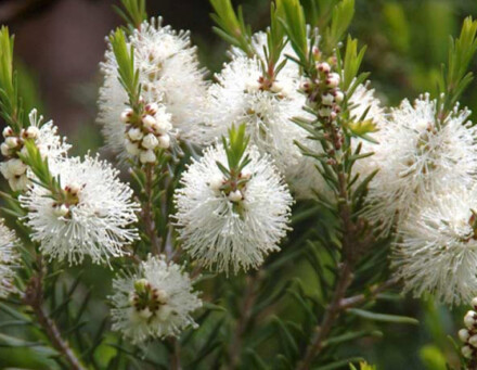 Melaleuca / tea tree essentiële olie in een handige roller, ze heeft krachtige reinigende en zuiverende eigenschappen - Afbeelding 2